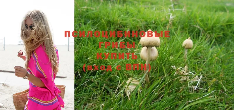 Псилоцибиновые грибы Magic Shrooms  где купить наркоту  Карабулак 